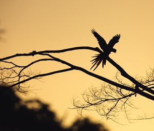 Preview wallpaper bird, silhouette, branch, tree, dark