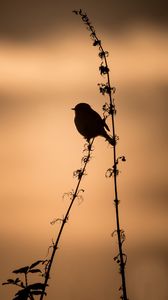 Preview wallpaper bird, silhouette, branch, shadow