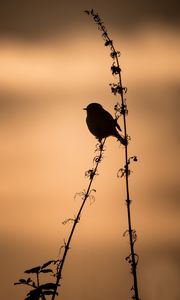 Preview wallpaper bird, silhouette, branch, shadow