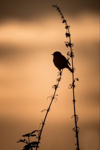 Preview wallpaper bird, silhouette, branch, shadow