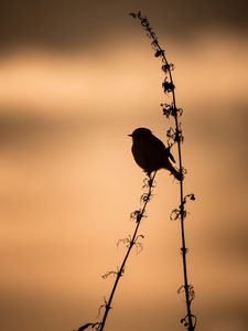 Preview wallpaper bird, silhouette, branch, shadow