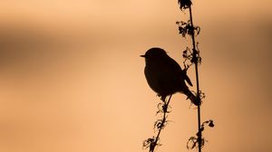 Preview wallpaper bird, silhouette, branch, shadow