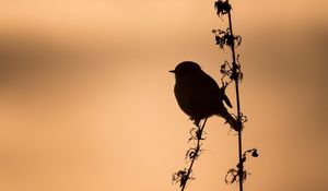 Preview wallpaper bird, silhouette, branch, shadow