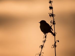 Preview wallpaper bird, silhouette, branch, shadow