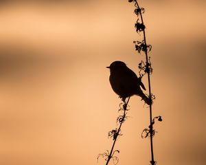 Preview wallpaper bird, silhouette, branch, shadow
