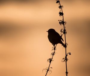 Preview wallpaper bird, silhouette, branch, shadow