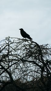 Preview wallpaper bird, silhouette, branches, sky