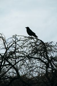 Preview wallpaper bird, silhouette, branches, sky