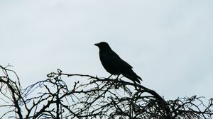 Preview wallpaper bird, silhouette, branches, sky