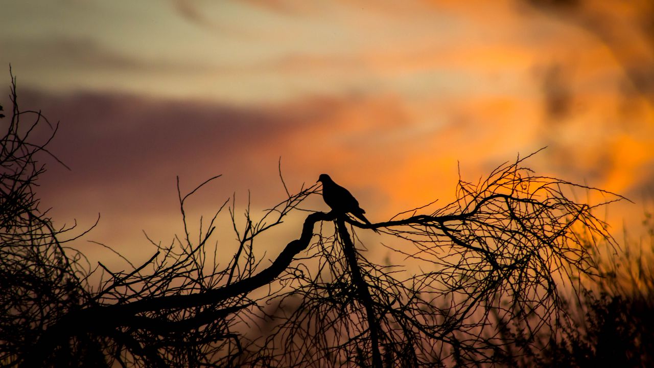 Wallpaper bird, silhouette, branches, tree, sunset
