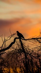 Preview wallpaper bird, silhouette, branches, tree, sunset