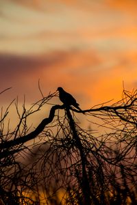 Preview wallpaper bird, silhouette, branches, tree, sunset