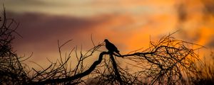 Preview wallpaper bird, silhouette, branches, tree, sunset