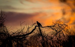 Preview wallpaper bird, silhouette, branches, tree, sunset