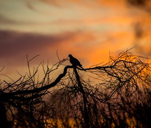 Preview wallpaper bird, silhouette, branches, tree, sunset