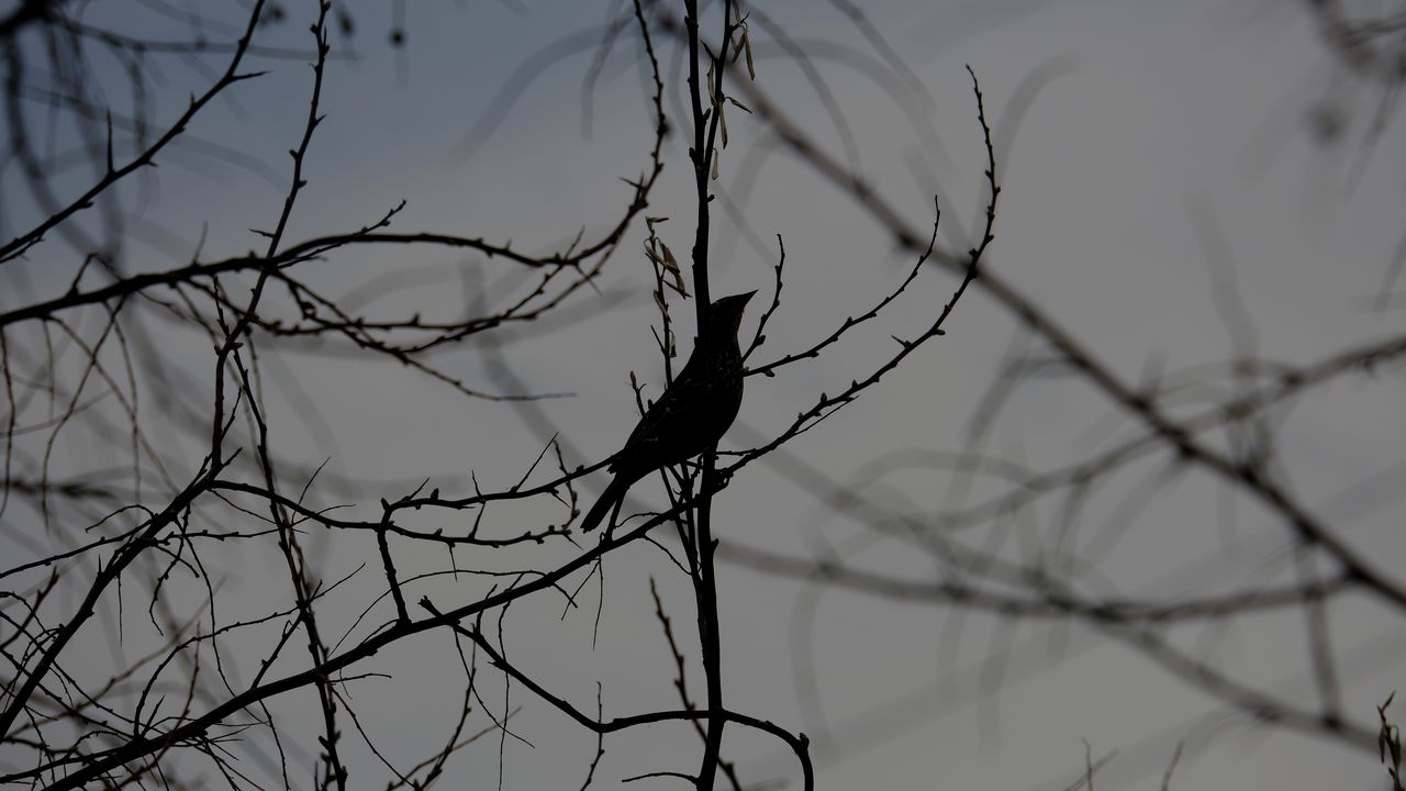 Wallpaper bird, silhouette, branches, tree, black and white, dark