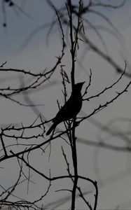 Preview wallpaper bird, silhouette, branches, tree, black and white, dark