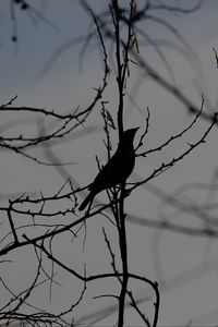 Preview wallpaper bird, silhouette, branches, tree, black and white, dark