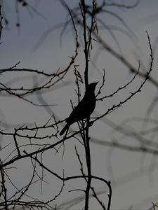 Preview wallpaper bird, silhouette, branches, tree, black and white, dark