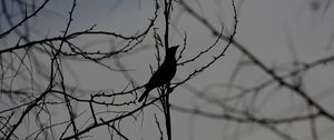 Preview wallpaper bird, silhouette, branches, tree, black and white, dark