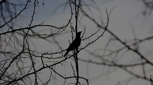 Preview wallpaper bird, silhouette, branches, tree, black and white, dark