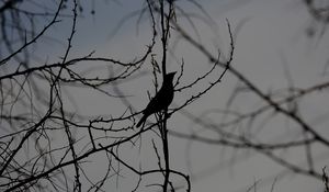 Preview wallpaper bird, silhouette, branches, tree, black and white, dark