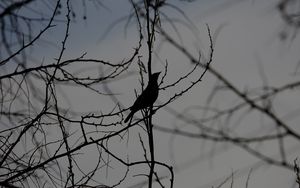 Preview wallpaper bird, silhouette, branches, tree, black and white, dark