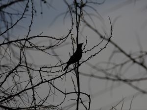 Preview wallpaper bird, silhouette, branches, tree, black and white, dark