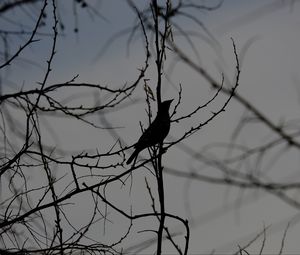 Preview wallpaper bird, silhouette, branches, tree, black and white, dark