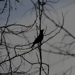 Preview wallpaper bird, silhouette, branches, tree, black and white, dark