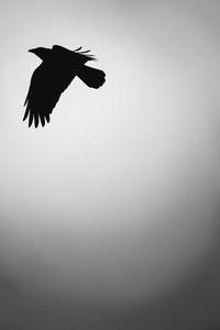 Preview wallpaper bird, silhouette, bw, minimalism