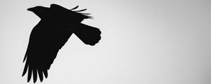 Preview wallpaper bird, silhouette, bw, minimalism