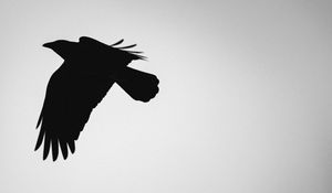 Preview wallpaper bird, silhouette, bw, minimalism