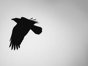Preview wallpaper bird, silhouette, bw, minimalism