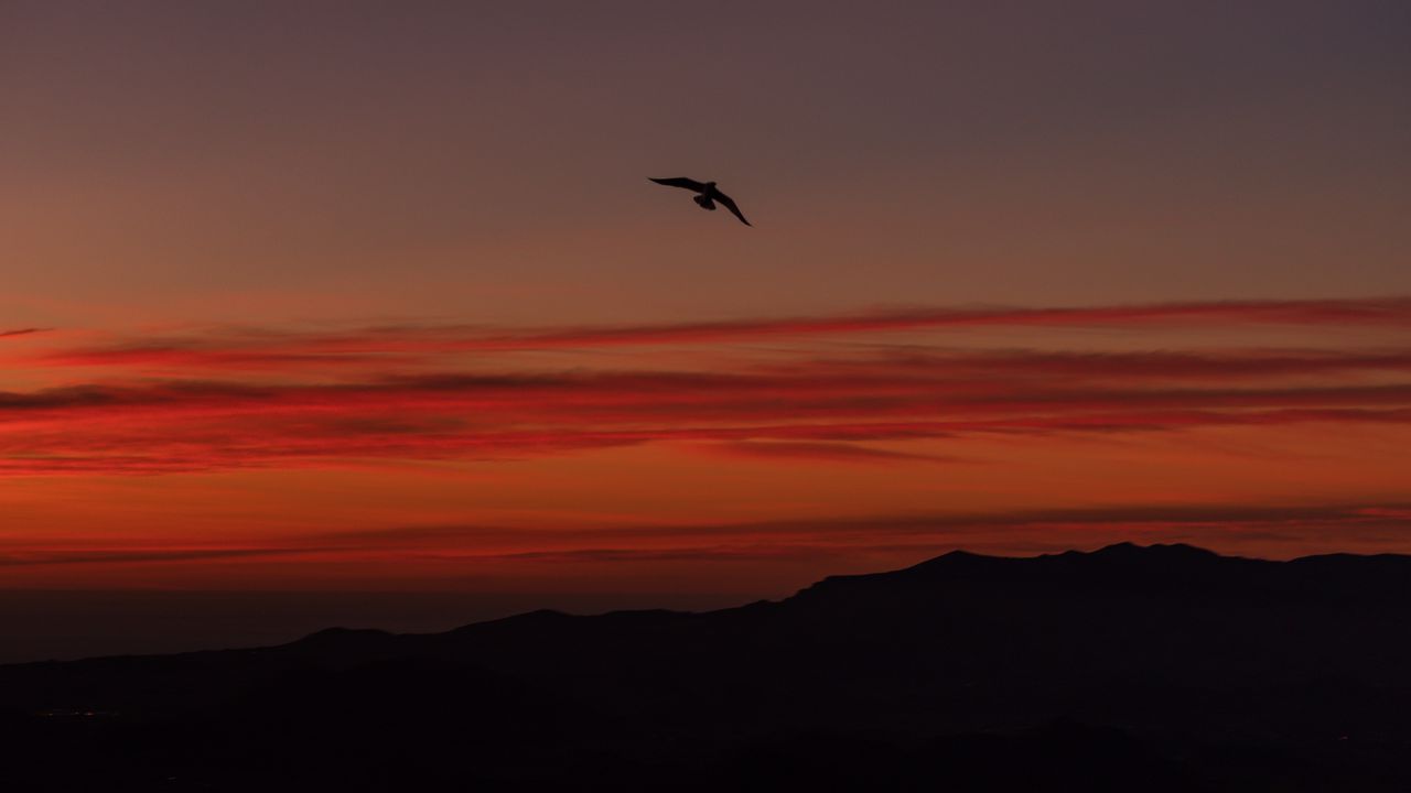Wallpaper bird, silhouette, dark, dusk, sky