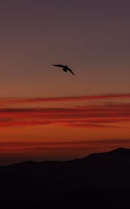 Preview wallpaper bird, silhouette, dark, dusk, sky