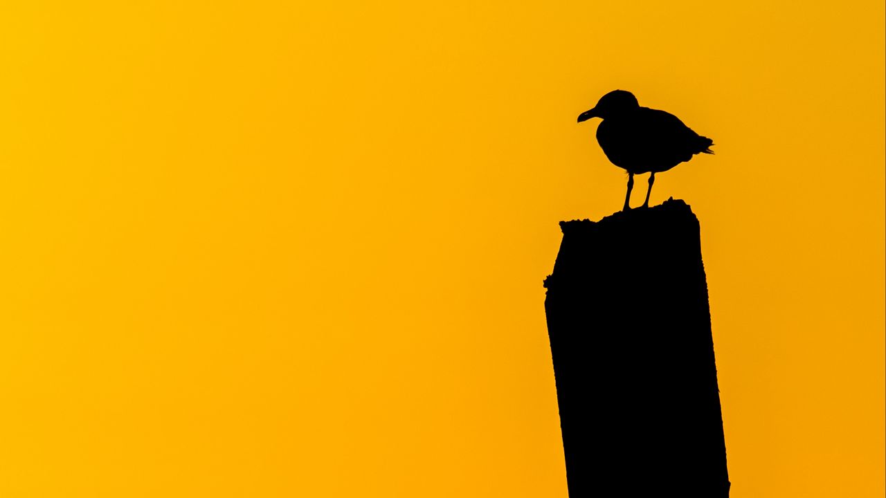 Wallpaper bird, silhouette, dark, minimalism