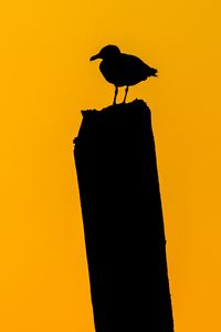 Preview wallpaper bird, silhouette, dark, minimalism