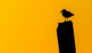 Preview wallpaper bird, silhouette, dark, minimalism