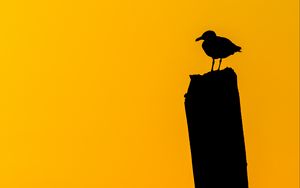 Preview wallpaper bird, silhouette, dark, minimalism
