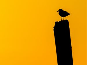 Preview wallpaper bird, silhouette, dark, minimalism