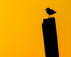 Preview wallpaper bird, silhouette, dark, minimalism