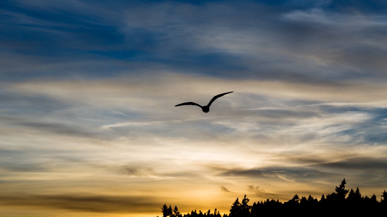 Wallpaper bird, silhouette, flight, wings, sky, sunset