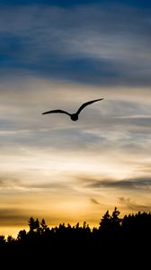 Preview wallpaper bird, silhouette, flight, wings, sky, sunset
