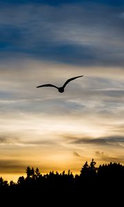 Preview wallpaper bird, silhouette, flight, wings, sky, sunset