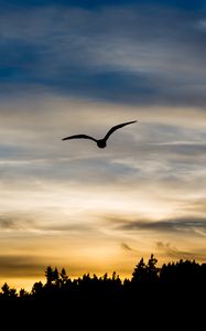 Preview wallpaper bird, silhouette, flight, wings, sky, sunset