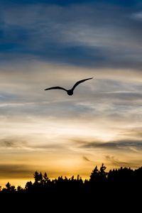 Preview wallpaper bird, silhouette, flight, wings, sky, sunset