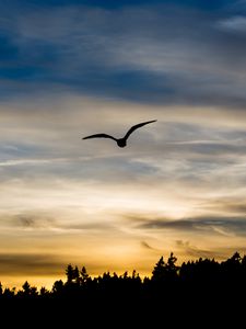 Preview wallpaper bird, silhouette, flight, wings, sky, sunset