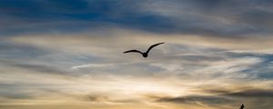 Preview wallpaper bird, silhouette, flight, wings, sky, sunset