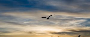 Preview wallpaper bird, silhouette, flight, wings, sky, sunset